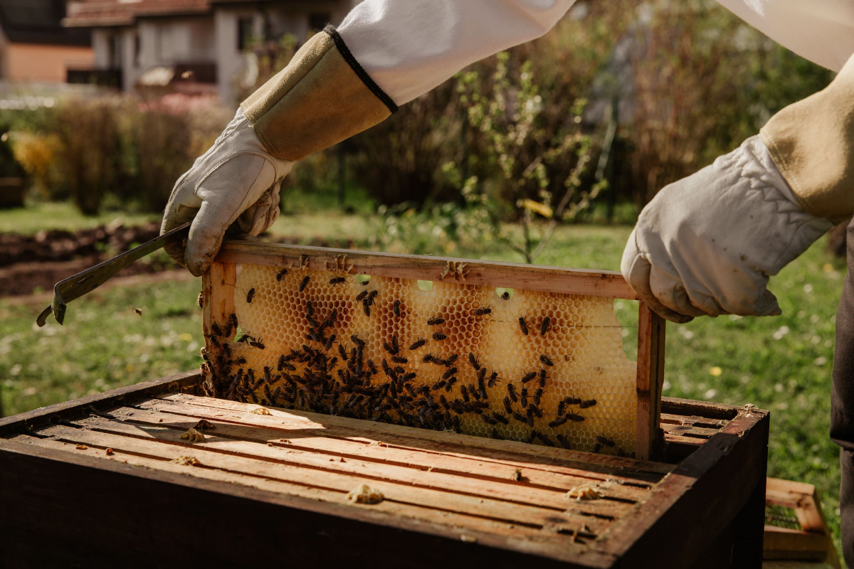 რამდენად წარმატებულია თაფლის ბიზნესი საქართველოში? post thumbnail image